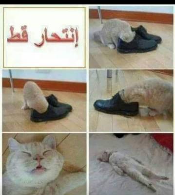b2ap3_thumbnail_cat.jpg