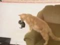 سبحان الله انظر رحمه الحيوانات