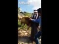 فيديو كبش ينطح راعيا ويسقطه مصابًا خلال مقابلة على الهواء