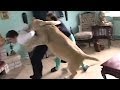 أسد يهاجم شخص داخل منزله وزوجته تنقده