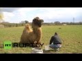 بالفيديو...جمل يتعاطى الخمر مع صاحبه
