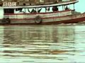 النمل يصنع قارب لعبور نهر الأمازون سبحان الله