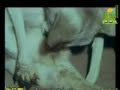 أغرب ولادة في العالم