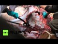 بالفيديو.. الزرافة ماريوس تقتل وتسلخ أمام الجمهور