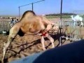 جمل ياكل نفسه.