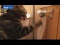 قطة تنافس اللصوص في إخفاء آثار جريمتها