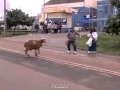 خروف مؤذي