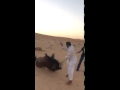 شاب خليجي يتخلص من حصان بطريقة مؤلمة - فيديو