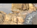 فيديو أخطبوط يقفز من الماء ليفترس سلطعون ضخم