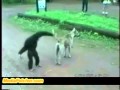 عندما يمازح القرد كلب .. هذا ما يحدث
