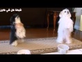 بالفيديو كلاب تصلي قبل الطعام!
