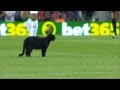 قط يمشي على ملعب الكامب نو في مباراة برشلونة و التشي