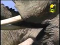 فيديو: هل رأيت ولادة الضفدع !! .. تأمل وتدبر