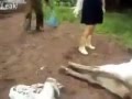 بقرة تقتل دكتورة بيطرية