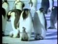 تضحية طائر البطريق لصغاره سبحانك ربي