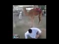 فيديو جمل متمرد يطيح برجل حاول ركوبه