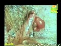 لن تصدق كيف يلد الكنغر­