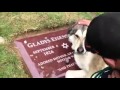 لن تصدقه أبدا كلب يبكى على قبر صاحبه