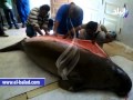 بالفيديو.. العثور على "عروس بحر" نادرة طولها 3 أمتار على شواطئ سفاجا