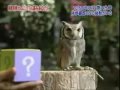 عمركم شفتوا البومة اذا خافت وش تسوي- سبحان الله