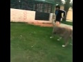 سعودي يُمازح صديقه بإطلاق "أنثى أسد" عليه