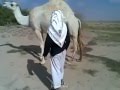 حاول العبور من تحت الناقة هذا ما حدث