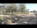 Incredible Leopard Kill Caught On Camera
