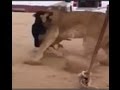 كلب سلوقي انخرش من لبوة الاسد lion vs dog