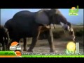 مشهد مبكي جدا سبحان الله لااله الا الله