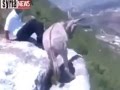 شاب بلا رحمة يرمي حمار من على جبل مرتفع - فيديو