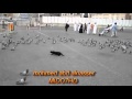 قط استطاع اصطياد الحمام في مكه المكرمه