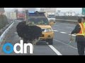فيديو نعامة تعرقل حركة المرور في الصين