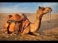 العد التنازلي النهائي للحيوان