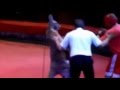 مباراة ملاكمة بين رجل وكنغر .. شىء غير عادي شاهد من ينتصر